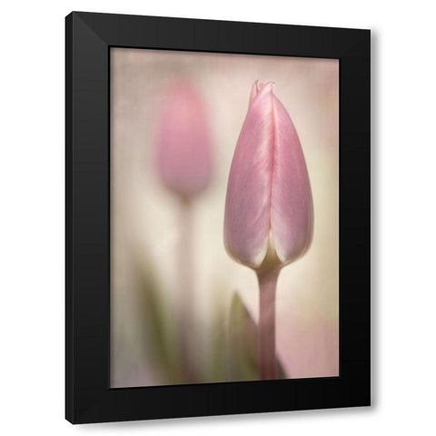 Pink Tulips Black Modern Wood Framed Art Print by Williams, Sharon