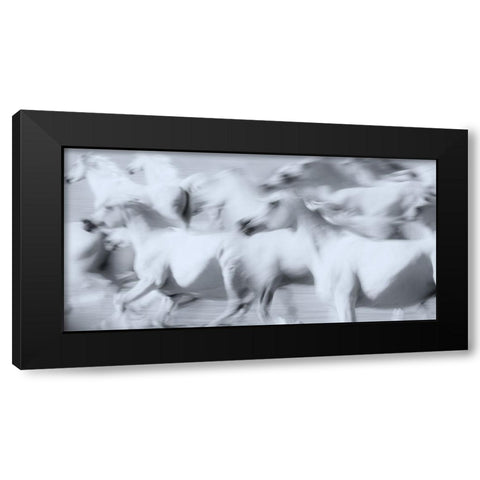 Herd of White Arabian Mares Black Modern Wood Framed Art Print by Leinemann, Ulrike