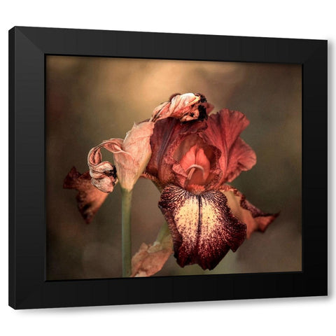 An Iris In Spring Black Modern Wood Framed Art Print with Double Matting by Wechsler, Robin