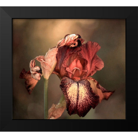 An Iris In Spring Black Modern Wood Framed Art Print by Wechsler, Robin