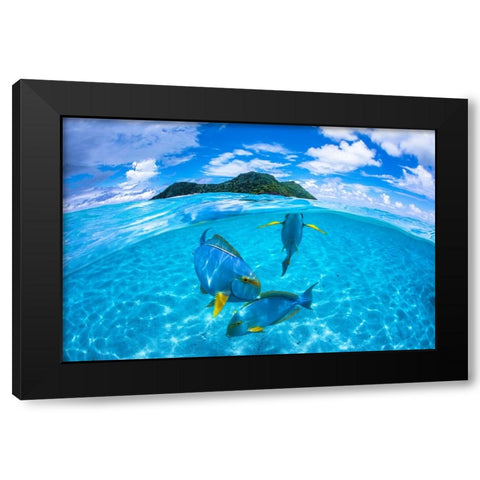 Surgeon Fish Trio Black Modern Wood Framed Art Print with Double Matting by Gabriel, Barathieu