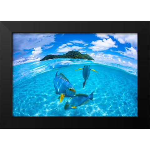 Surgeon Fish Trio Black Modern Wood Framed Art Print by Gabriel, Barathieu