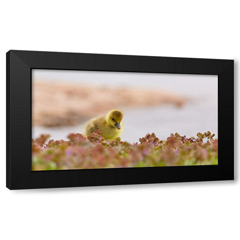 waters edge Black Modern Wood Framed Art Print with Double Matting by Williams, Stuart