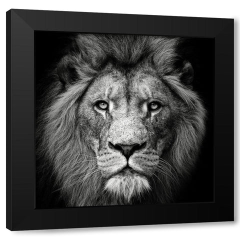 Stare Me Down #3 Black Modern Wood Framed Art Print by Meermann, Christian