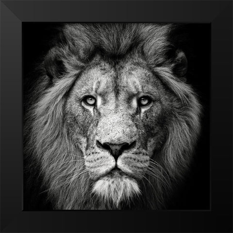 Stare Me Down #3 Black Modern Wood Framed Art Print by Meermann, Christian