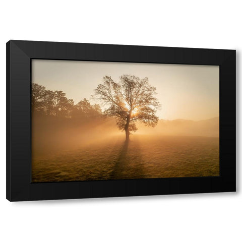 Lonely tree Black Modern Wood Framed Art Print by Krivec, Ales