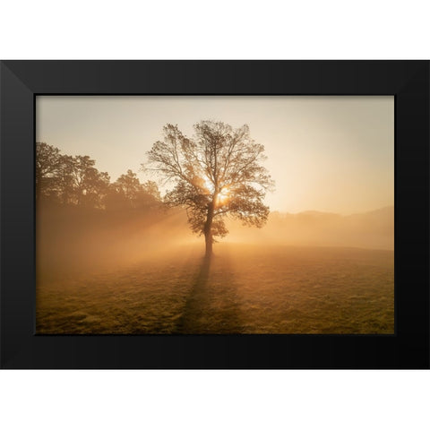 Lonely tree Black Modern Wood Framed Art Print by Krivec, Ales