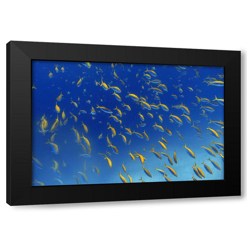 FiSh FrEnZy Black Modern Wood Framed Art Print with Double Matting by Catta, Alessandro