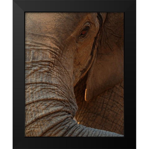 the eye Black Modern Wood Framed Art Print by Baekelandt, Luc