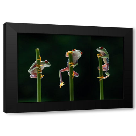 Three frogs in action Black Modern Wood Framed Art Print with Double Matting by Aditya, Rawisyah