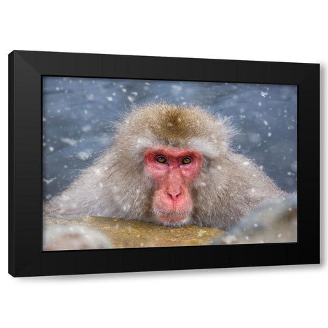 Eye Contact Black Modern Wood Framed Art Print by Aktas, Ozan