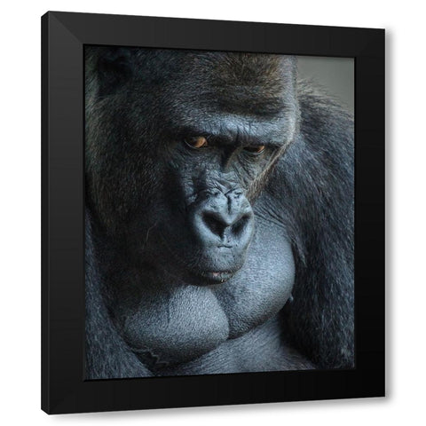 Unhappy Gorilla Black Modern Wood Framed Art Print with Double Matting by Mugg, Bill