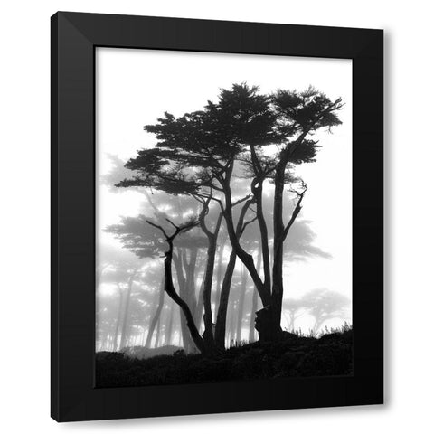 California Pines in Fog Black Modern Wood Framed Art Print with Double Matting by Vovsi, Samuel
