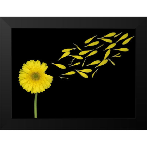 Blowing In The Wind Black Modern Wood Framed Art Print by Wolbers, Louise