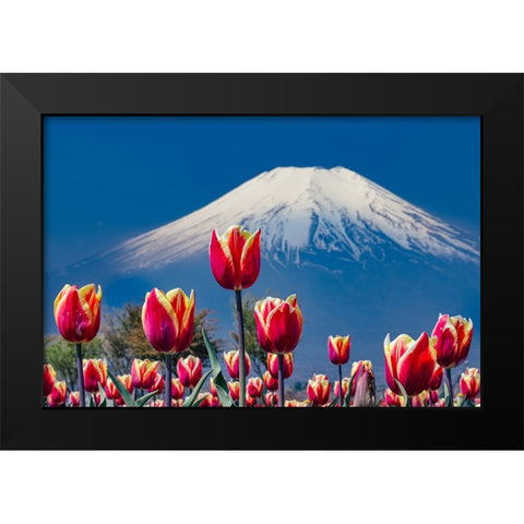 Tulips and Mt. Fuji Black Modern Wood Framed Art Print by Sirou.Minami
