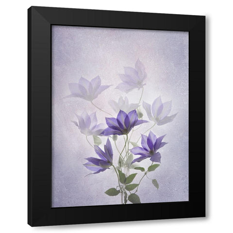 Purple Clematis Black Modern Wood Framed Art Print with Double Matting by L., Binbin