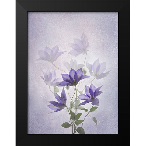 Purple Clematis Black Modern Wood Framed Art Print by L., Binbin