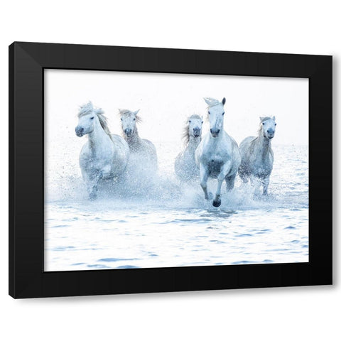 Horses on the Run Black Modern Wood Framed Art Print with Double Matting by Zvelebil Phd, Marketa
