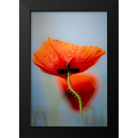 Drifting poppies Black Modern Wood Framed Art Print by Hylleberg, Lars