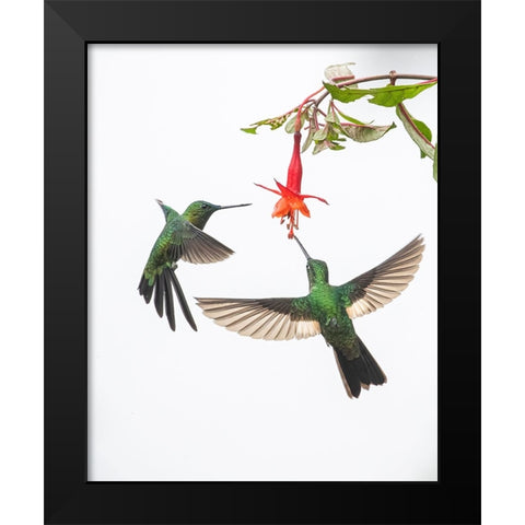 Two hummingbirds at a flower Black Modern Wood Framed Art Print by And Wei, Siyu