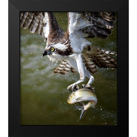 Osprey Black Modern Wood Framed Art Print by Huang, Tao