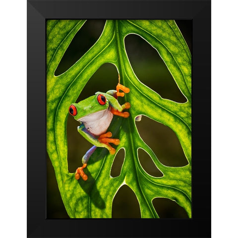 Good Morning Black Modern Wood Framed Art Print by Muliani Hartojo, Angela