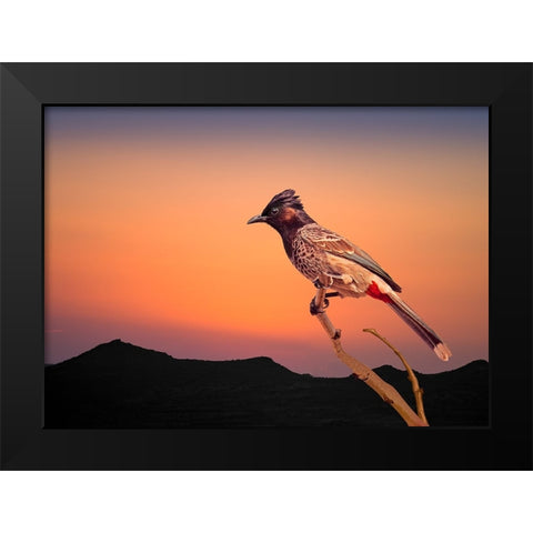 Bulbul Black Modern Wood Framed Art Print by Nayyer Reza, Sayyed