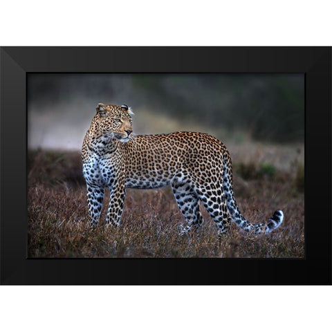 Leopard On The Prowl Black Modern Wood Framed Art Print by Ortega, Xavier
