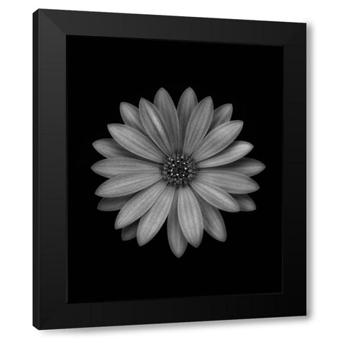 Osteospermum Black Modern Wood Framed Art Print by Gronkjar, Lotte