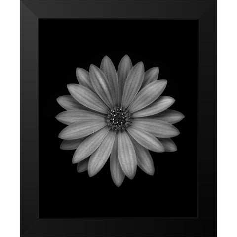 Osteospermum Black Modern Wood Framed Art Print by Gronkjar, Lotte