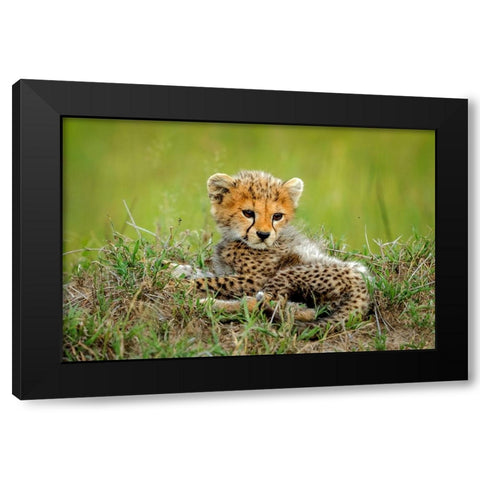 Cute Cheetah Cub... Black Modern Wood Framed Art Print with Double Matting by Roshkumar