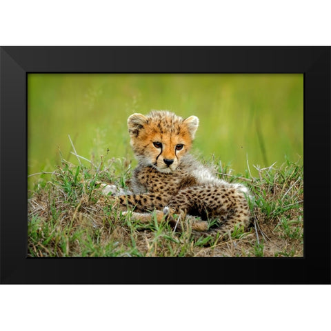 Cute Cheetah Cub... Black Modern Wood Framed Art Print by Roshkumar