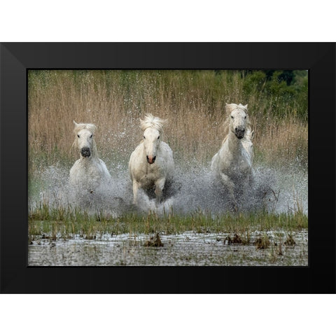 Coming in  to the dry Black Modern Wood Framed Art Print by Zvelebil PhD, Marketa