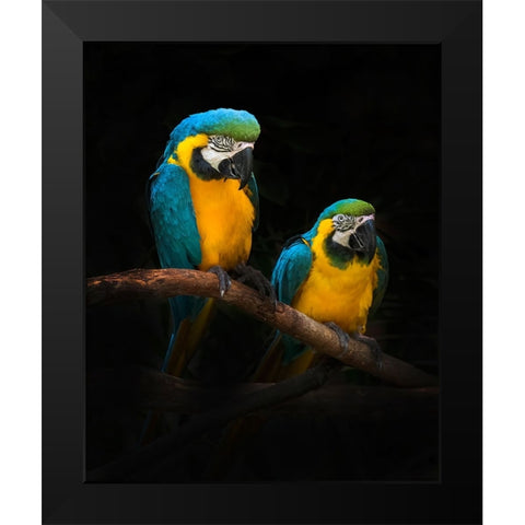 Macaw Parrots Black Modern Wood Framed Art Print by Bunjamin (Abe), Antonyus