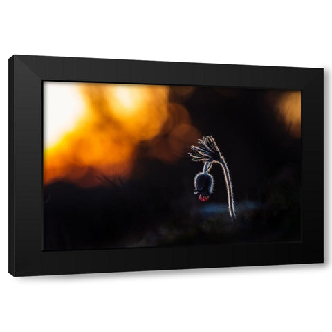 Pulsatilla Pratensis Black Modern Wood Framed Art Print by Rozehnal, Jan