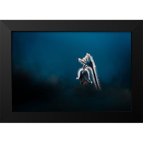 Pulsatilla pratensis Black Modern Wood Framed Art Print by Rozehnal, Jan