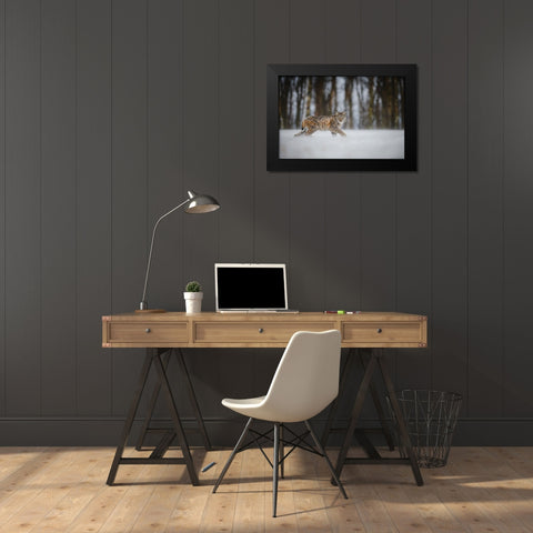 The Eurasian Lynx (Lynx Lynx) Black Modern Wood Framed Art Print by Rozehnal, Jan