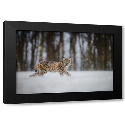 The Eurasian Lynx (Lynx Lynx) Black Modern Wood Framed Art Print with Double Matting by Rozehnal, Jan