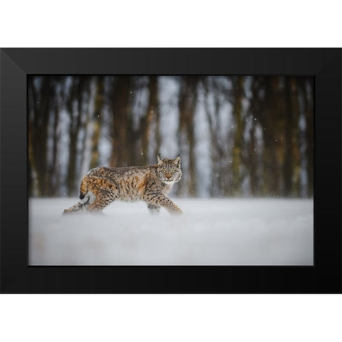 The Eurasian Lynx (Lynx Lynx) Black Modern Wood Framed Art Print by Rozehnal, Jan