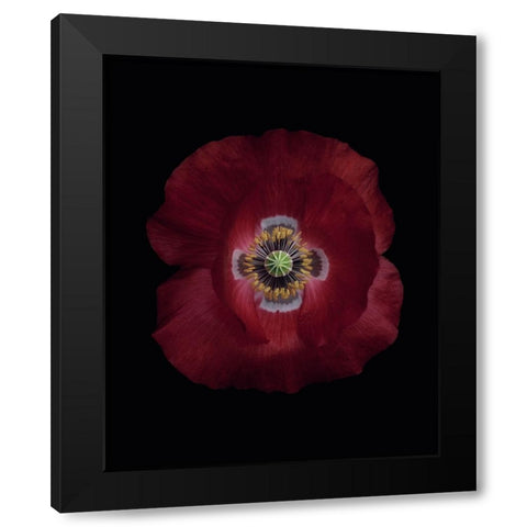 Red poppy Black Modern Wood Framed Art Print with Double Matting by Gronkjar, Lotte