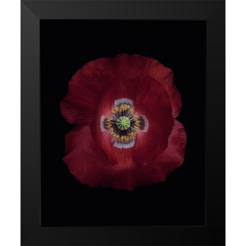 Red poppy Black Modern Wood Framed Art Print by Gronkjar, Lotte