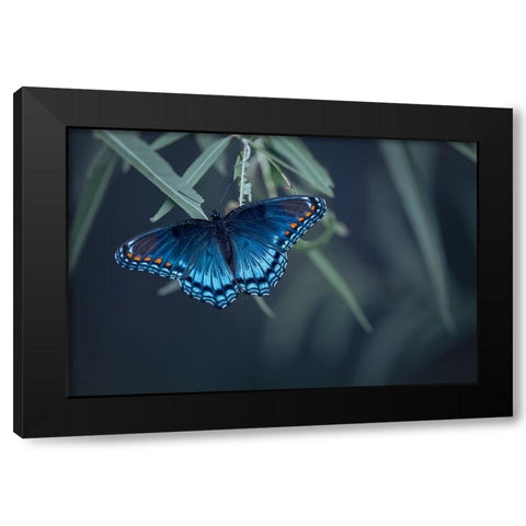Butterfly Black Modern Wood Framed Art Print by Deng, Ivy