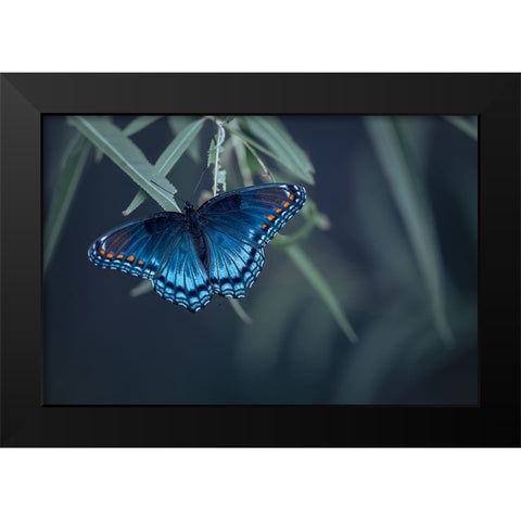 Butterfly Black Modern Wood Framed Art Print by Deng, Ivy