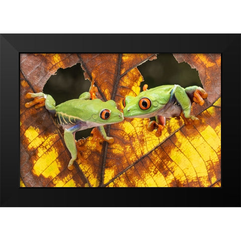 Morning Kiss Black Modern Wood Framed Art Print by Prijasambada