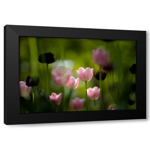 Tulips Black Modern Wood Framed Art Print by Kazumasa, Kondou