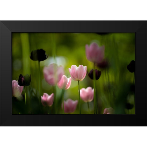 Tulips Black Modern Wood Framed Art Print by Kazumasa, Kondou