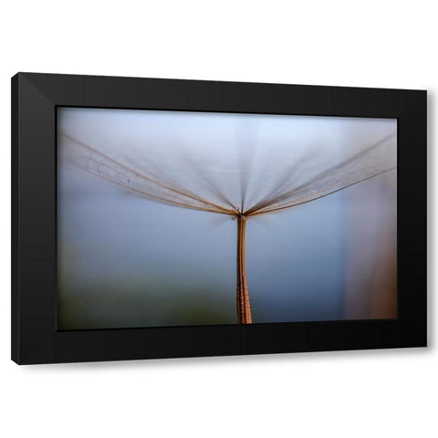 Dandelion Black Modern Wood Framed Art Print by Dehdaran Jabry, Hassan