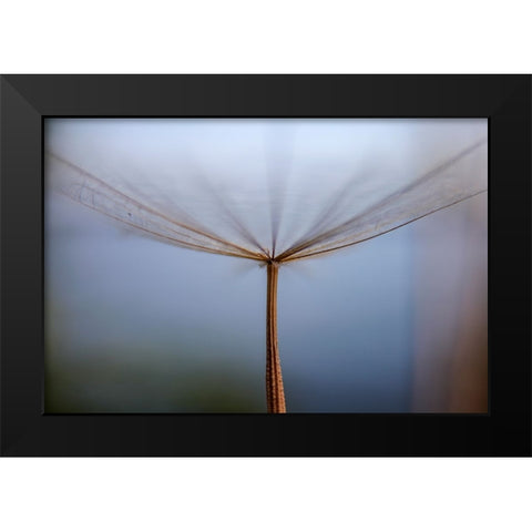 Dandelion Black Modern Wood Framed Art Print by Dehdaran Jabry, Hassan