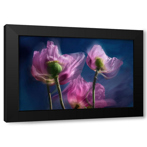 Poppies by the wayside Black Modern Wood Framed Art Print by Ruckert, Stephan