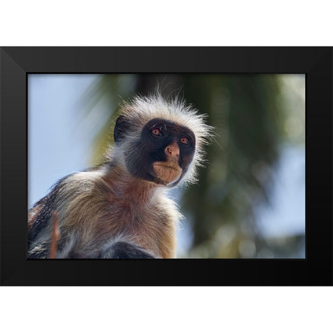 Colobus portrait Black Modern Wood Framed Art Print by Shpek, Andrey